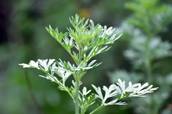 Krzew Goryczki Artemisia Absinthium Rośnie Wolności — Zdjęcie stockowe