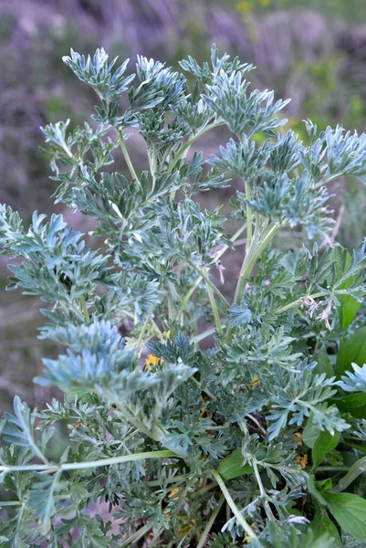 Bittermalört Artemisia Absinthium Buske Växer Naturen — Stockfoto