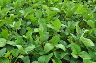 Yazın ortasında bir tarlada soya fasulyesi yetiştirirken.