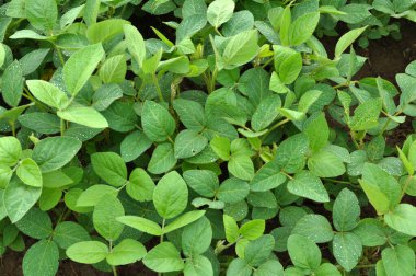 Yazın ortasında bir tarlada soya fasulyesi yetiştirirken.