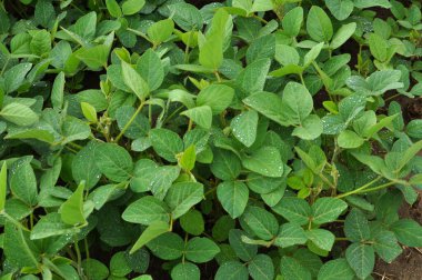 Yazın ortasında bir tarlada soya fasulyesi yetiştirirken.