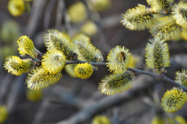 İlkbaharda, söğüt ağacı (salix caprea) doğada çiçek açar.