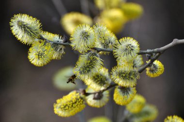 İlkbaharda, söğüt ağacı (salix caprea) doğada çiçek açar.