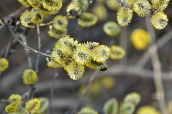 Навесні Природі Цвіте Гілка Верби Salix Caprea — стокове фото