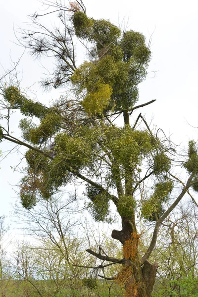 Natura Vischio Album Viscum Parassita Sull Albero — Foto Stock