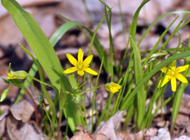 Erken bahar bitkisi Gagea Lutea ormanda açar.