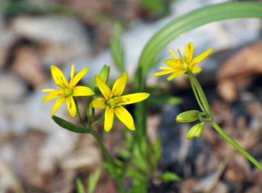 Erken bahar bitkisi Gagea Lutea ormanda açar.