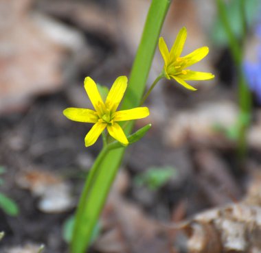 Erken bahar bitkisi Gagea Lutea ormanda açar.