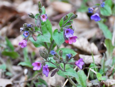 Erken bahar bitki Lungwort (göğüs) vahşi ormanda çiçek açar