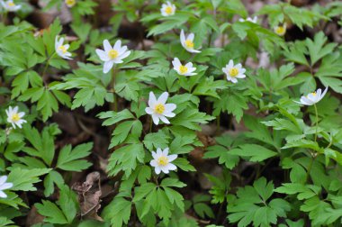 Ormanın vahşi yaşamında erken bahar çiçekleri. İlkbahar bitkisi Anemone nemorosa.