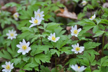 Ormanın vahşi yaşamında erken bahar çiçekleri. İlkbahar bitkisi Anemone nemorosa.