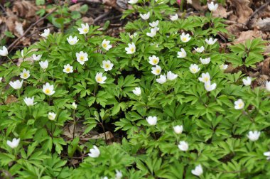 Ormanın vahşi yaşamında erken bahar çiçekleri. İlkbahar bitkisi Anemone nemorosa.