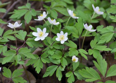 Vahşi bloom erken bahar çok yıllık bitki Anemone nemorosa içinde