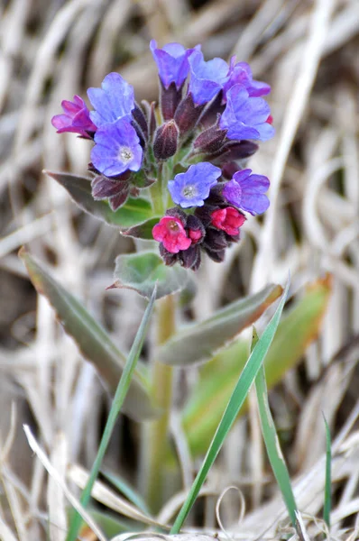 Erken bahar bitki Lungwort (göğüs) vahşi ormanda çiçek açar