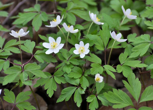 Dzikich Kwitną Wczesną Wiosną Roślina Wieloletnia Anemone Nemorosa — Zdjęcie stockowe