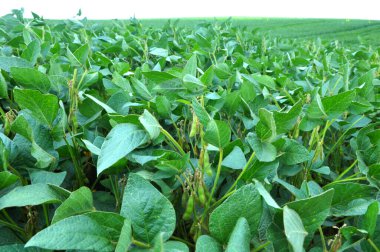 Yazın, tarlada soya fasulyesi yetişir.