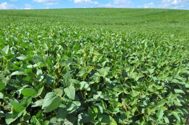 Yazın, tarlada soya fasulyesi yetişir.