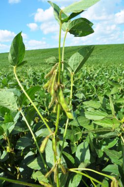 Yazın, tarlada soya fasulyesi yetişir.