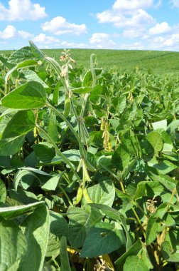 Yazın, tarlada soya fasulyesi yetişir.