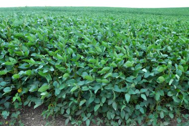 Yazın, tarlada soya fasulyesi yetişir.