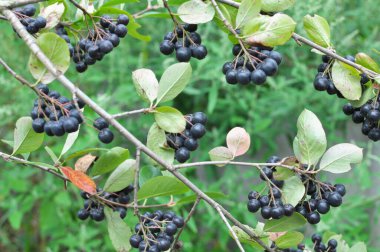 Olgun böğürtlenli boğaz dalı (Aronia melanocarpa)