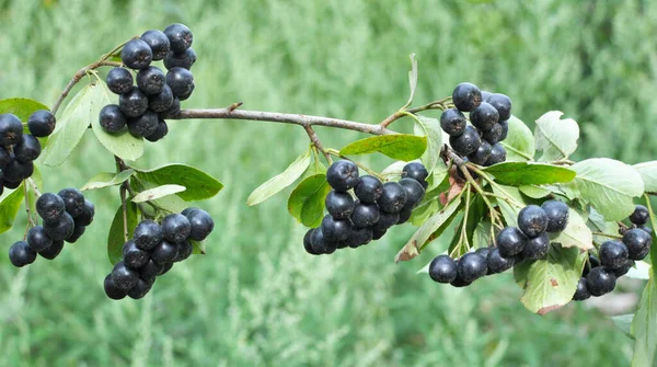 成熟黑莓的山莓 Aronia Bioocarpa — 图库照片