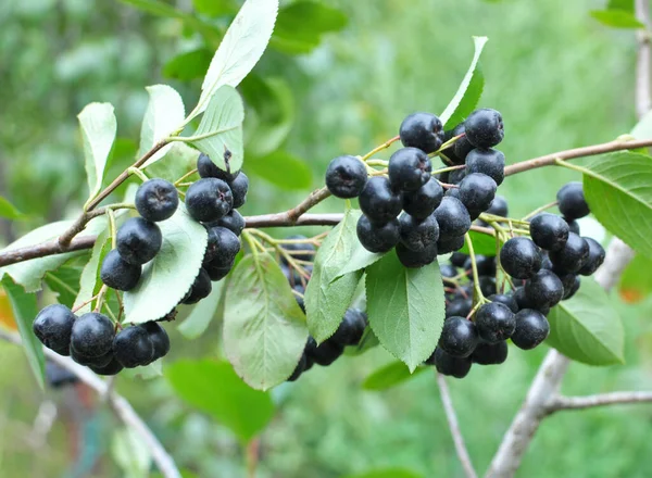 成熟黑莓的山莓 Aronia Bioocarpa — 图库照片