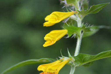 Ormanda ilkbahar çiçek açar melampyrum nemorosum 