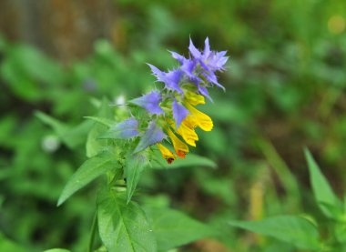 İlkbaharda, melampyrum nemorosum ormanda açar.