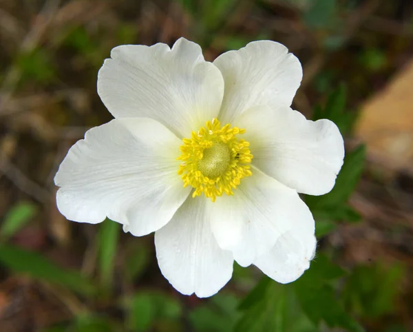 Spring Wild Forest Blooms Anemone Sylvestris — Stock Photo, Image