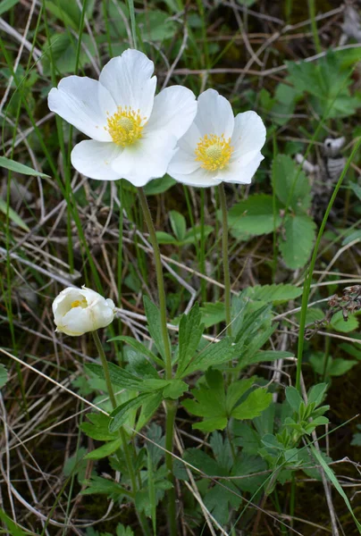 Spring Wild Forest Blooms Anemone Sylvestris — Stock Photo, Image