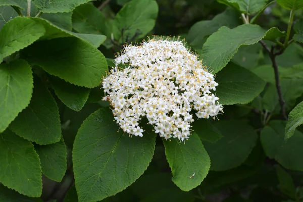 Jaře Divokých Květech Viburna Viburnum Lantana — Stock fotografie