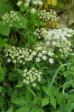 Aegopodyum podagraria vahşi doğada bir ot gibi büyüyor.