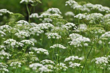 Aegopodyum podagraria vahşi doğada bir ot gibi büyüyor.