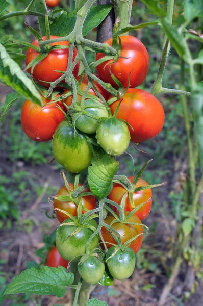 トマトはオープンな有機土壌で栽培されます — ストック写真