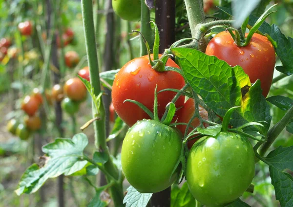 Ντομάτες Καλλιεργούνται Ανοικτό Οργανικό Έδαφος — Φωτογραφία Αρχείου