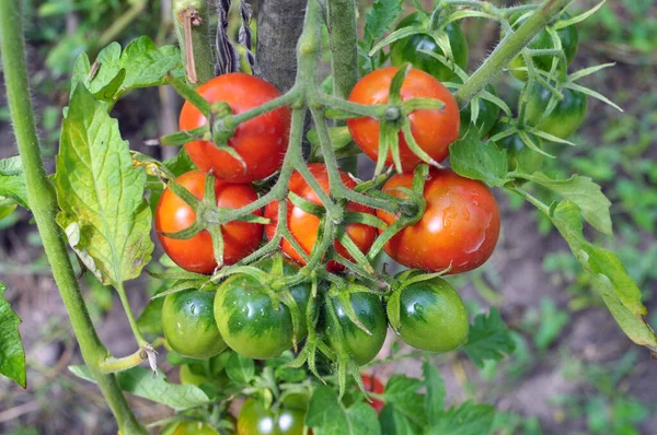 Los Tomates Cultivan Suelo Orgánico Abierto — Foto de Stock