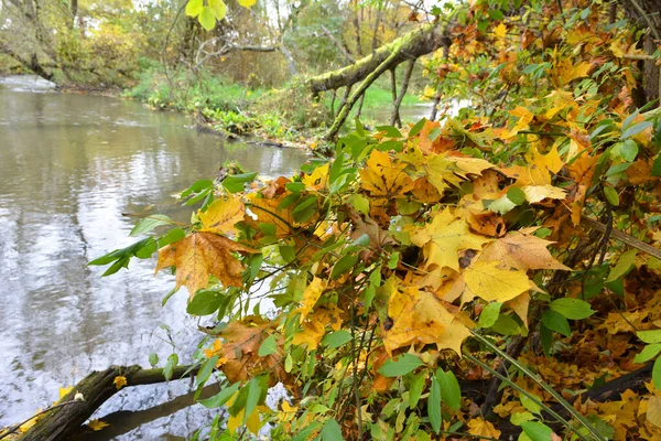 Herbstlandschaft Mit Bäumen Und Einem Kleinen Fluss — Stockfoto