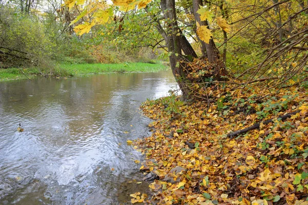 Herbstlandschaft Mit Bäumen Und Einem Kleinen Fluss — Stockfoto