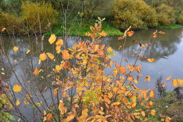 Осенний Пейзаж Деревьями Небольшой Рекой — стоковое фото