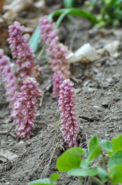 Våren Växer Lathraea Squamaria Vilt Naturen — Stockfoto