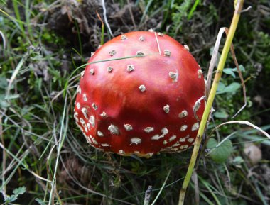 Vahşi ormanda zehirli mantarlar yetişir - kızıl sinek agariği (Amanita muscaria)).