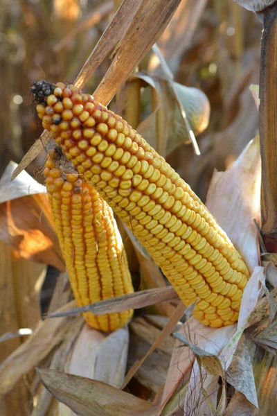 Een Kolf Gerijpt Een Veld Een Maïs Stengel — Stockfoto