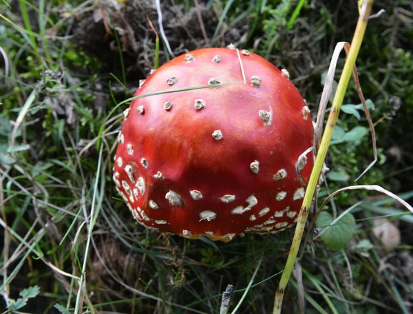 버섯은 야생적 Amanita Muscaria 숲에서 자라고 — 스톡 사진