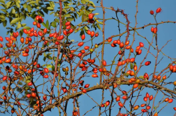 Rote Beeren Reifen Zweig Eines Hundsrosenstrauches — Stockfoto