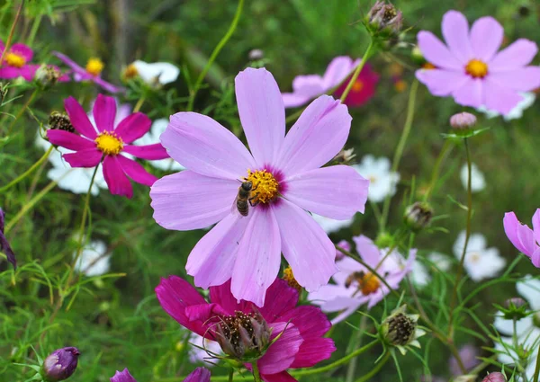 Dekorative Kosmosblumen Blühen Der Natur Blumengarten — Stockfoto