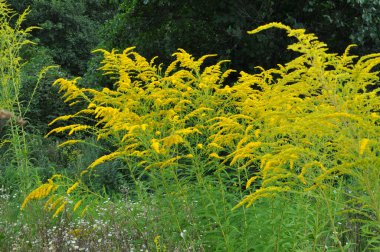 Solidago canadensis yazın sonlarında vahşi bir şekilde çiçek açar.