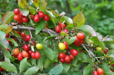 Bahçede bir ağaç dalında olgunlaşmış köpek ağacı meyveleri.