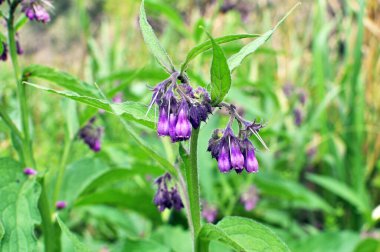 Çayırda, yabani otların arasında kuş (Symphytum officinale) çiçek açıyor.