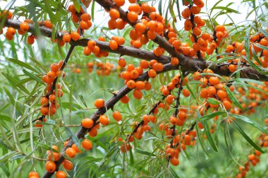 Olgun portakal böğürtlenli deniz dikenli (hippophae rhamnoides) dal